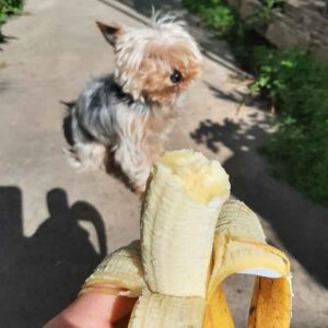 can yorkies eat bananas
