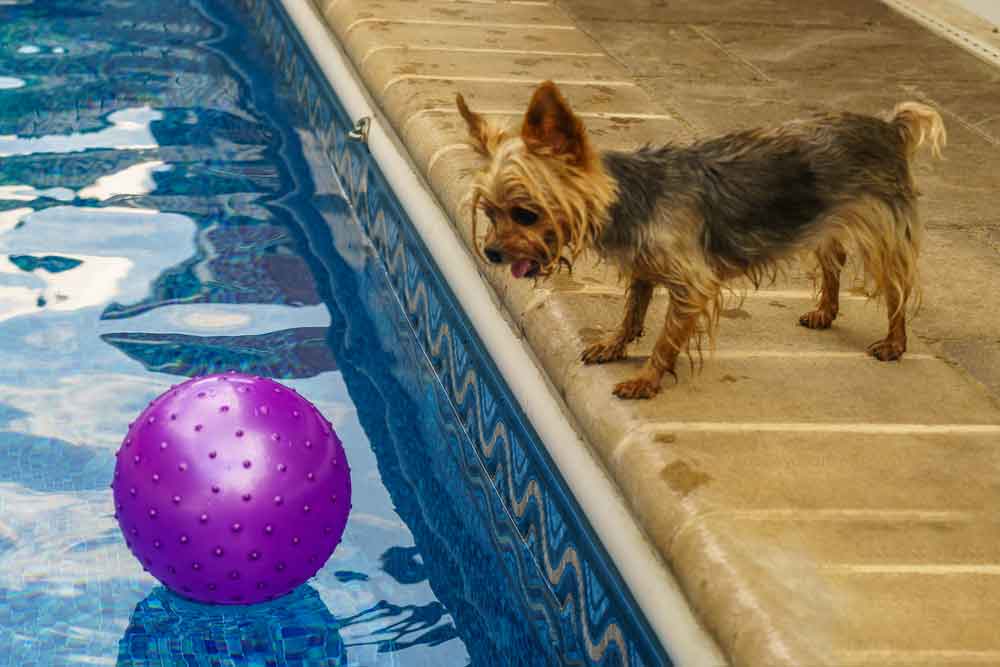 Yorkie at the pool playing