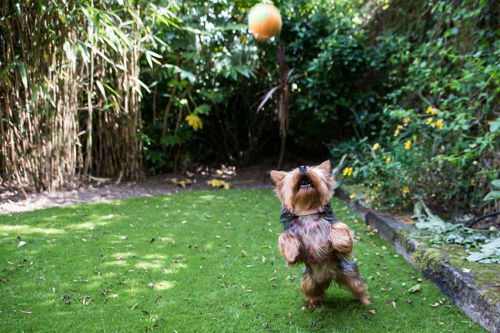 best toys for yorkies