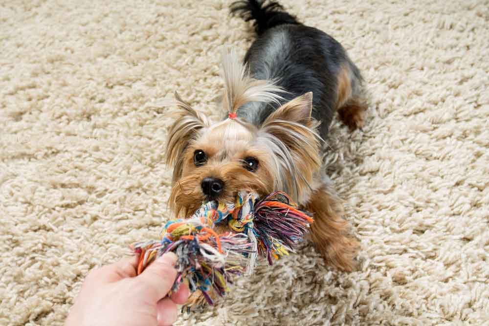 Yorkie playing with chew toy