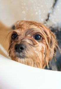 How To Clean Yorkies Eyes — Simple And Effective Tips!