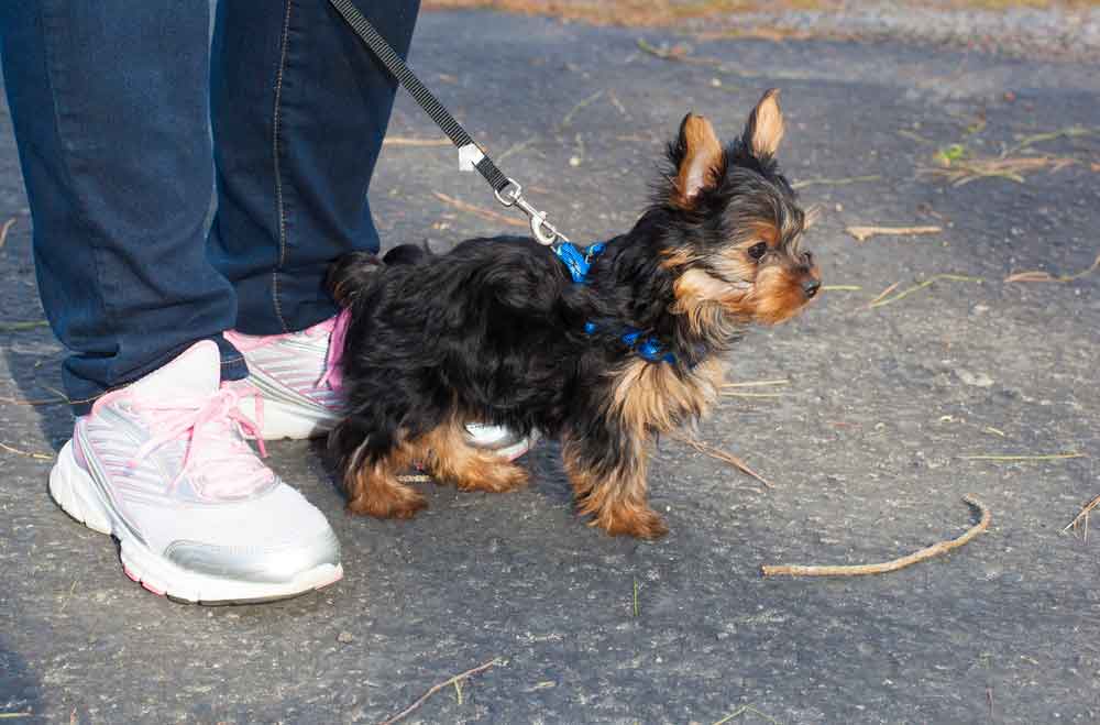 best no pull harness for small dogs