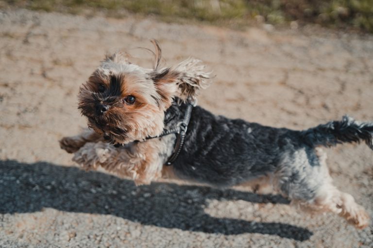 Yorkie Carrier 3 Best Dog Carriers