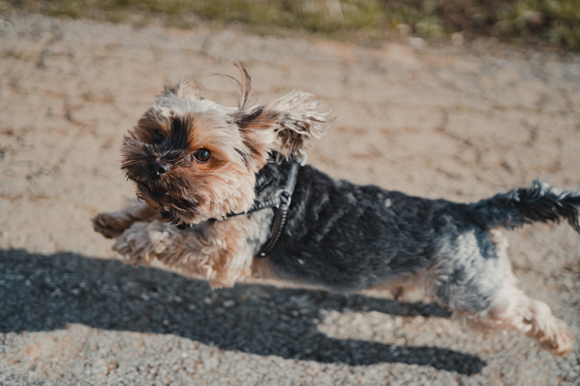 Best Harness For A Yorkie My Top 8 Picks!