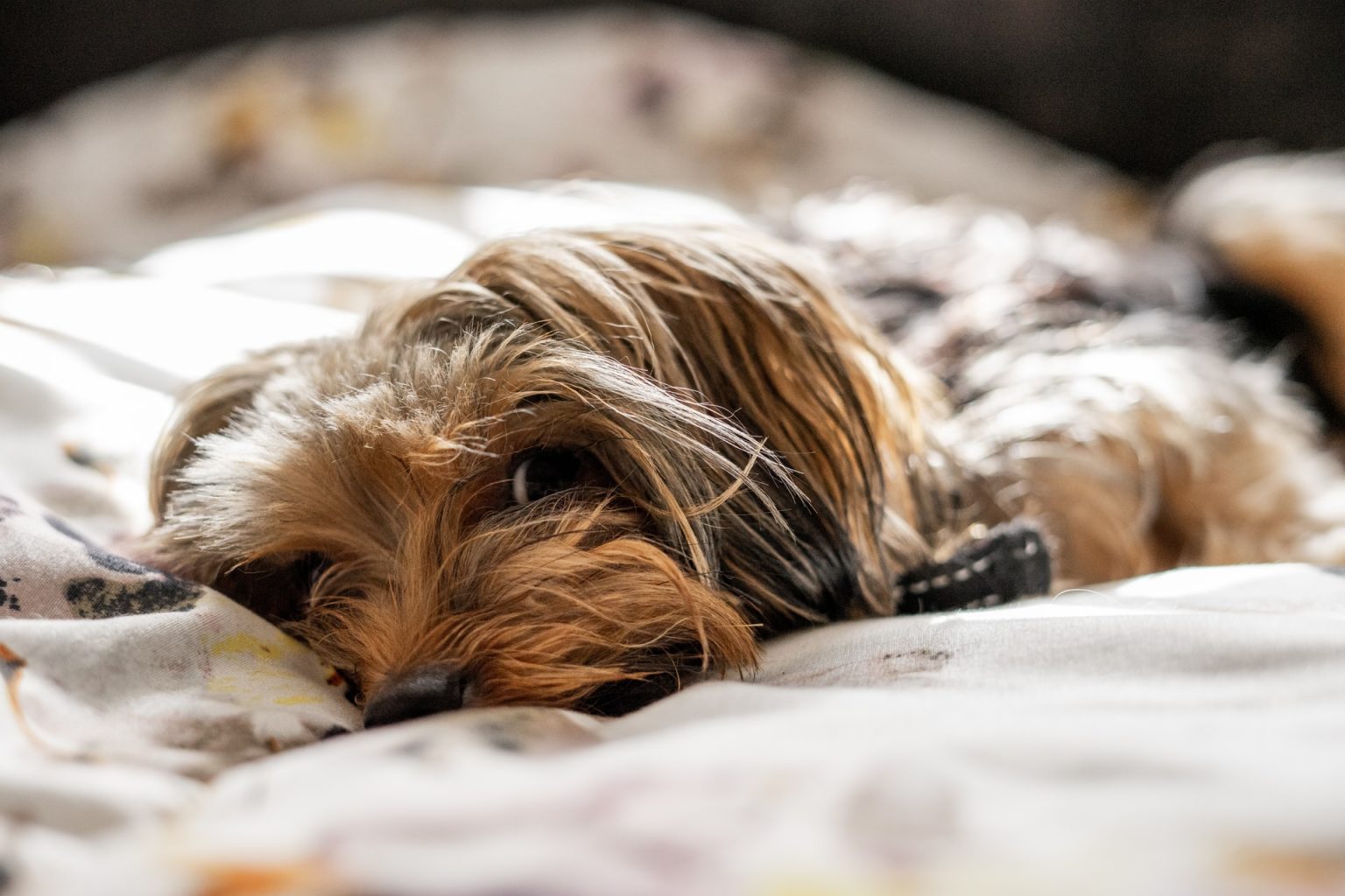 How To Stop A Yorkie From Peeing In The House Owner’s Guide