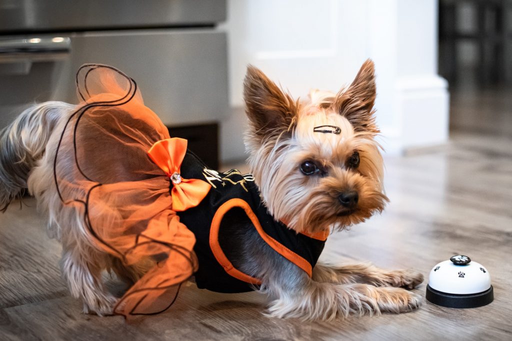 How To Stop A Yorkie From Peeing In The House Owner’s Guide