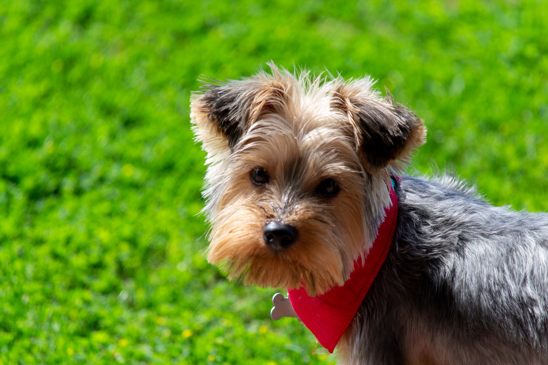 How To Stop A Yorkie From Peeing In The House Owner’s Guide