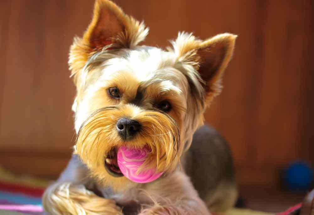chew toys for yorkie puppies