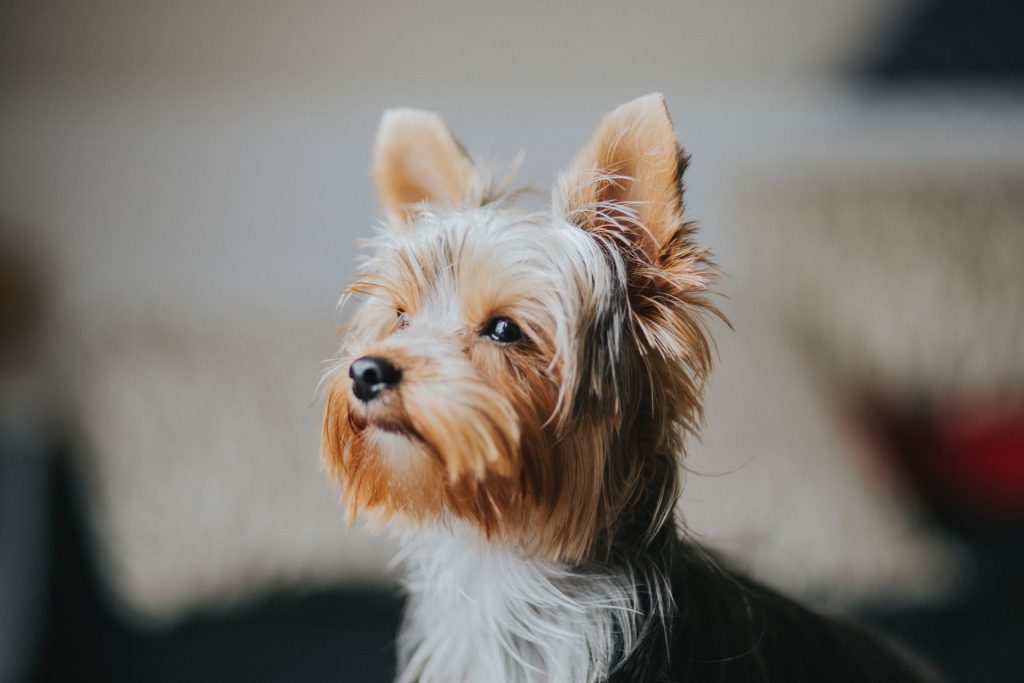 can Yorkies be service dogs
