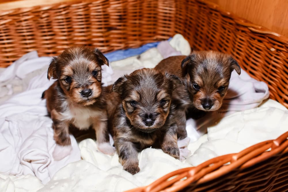 How To Get Rid Of Fleas On Newborn Puppies.