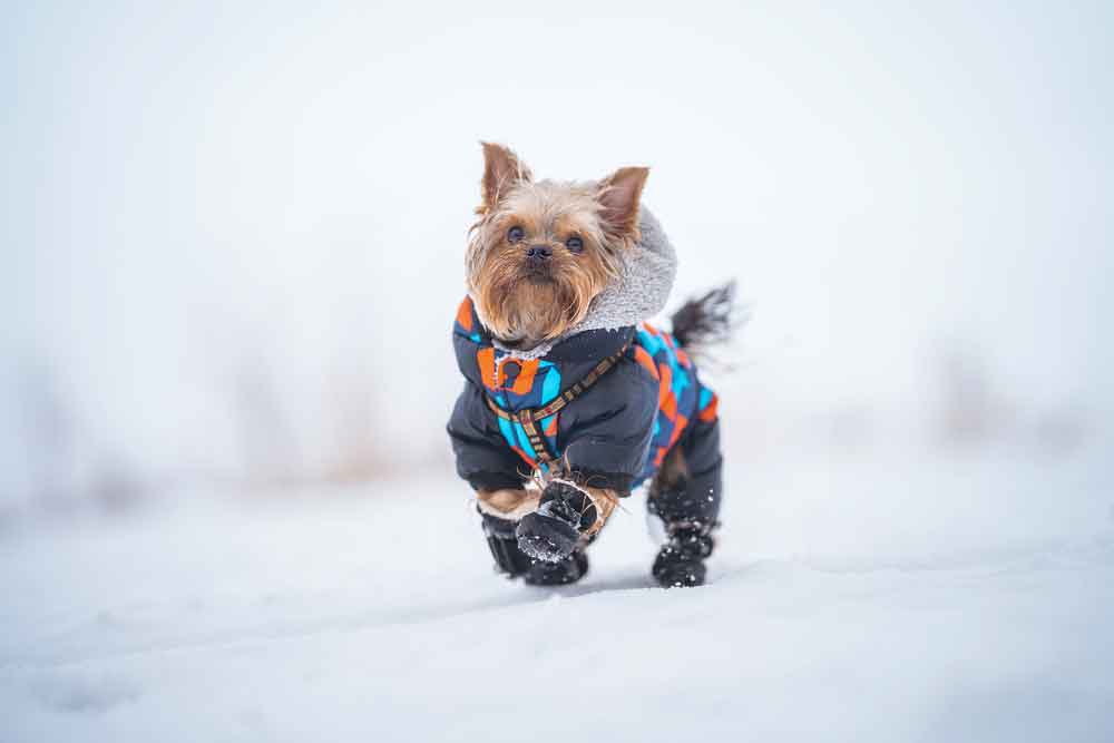 Keeping Your Yorkie Warm In Winter YorkshireTerrier.Dog