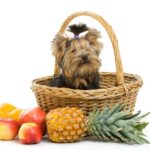 What human food can Yorkshire terriers eat