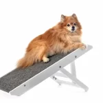 how to get a dog to use a ramp