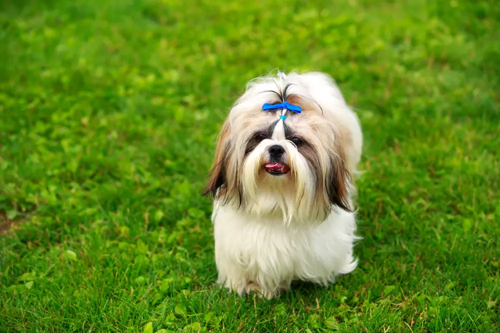 Yorkshire Terrier Vs. Other Small Breeds: Choosing The Best Fit For ...