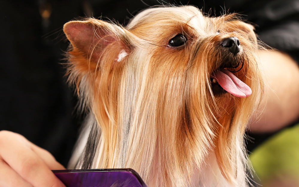 yorkshire terriers are hypoallergenic