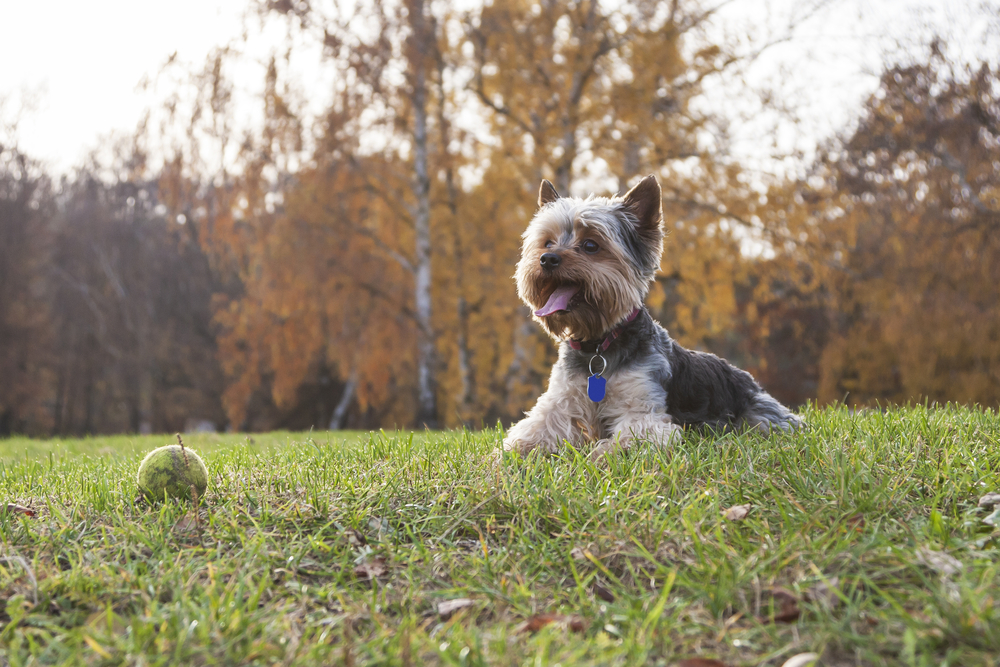 yorkshire terriers are one of the most popular breeds