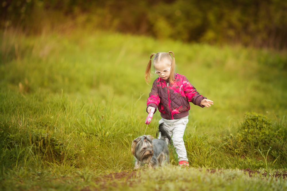 yorkshire terriers are perfect for families with small children