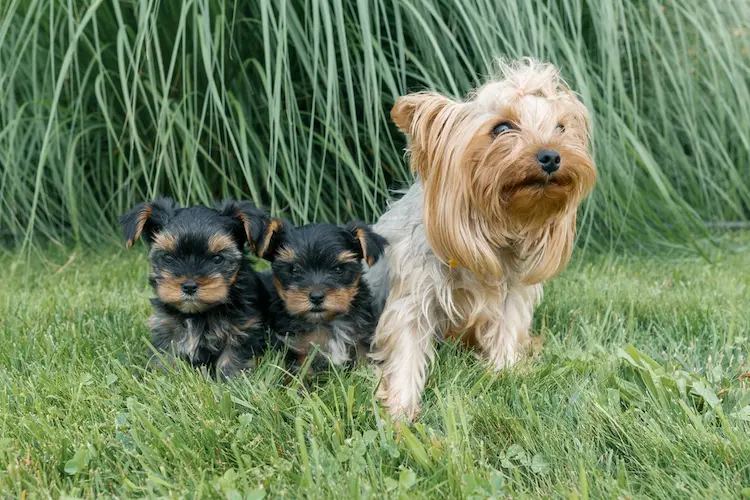 yorkshire terrier mother with puppies