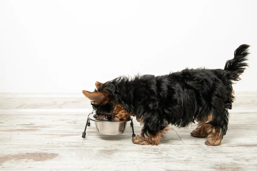 elevated dog bowl for yorkies