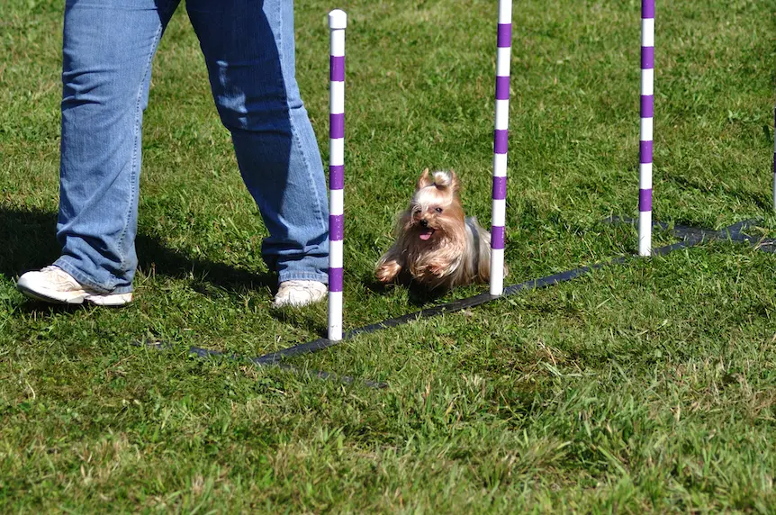 yorkshire terrier agility