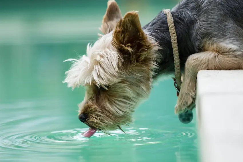 yorkshire terrier water drinking issues
