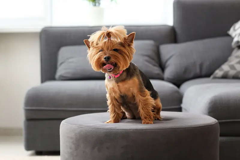 best dog security cameras for yorkies