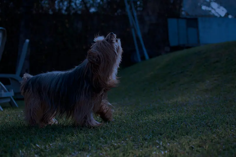 stopping your yorkie from barking at night