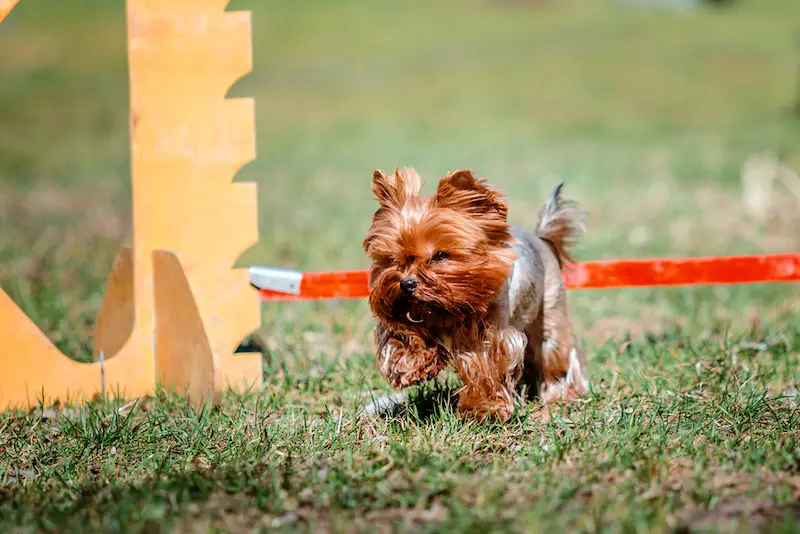 Agility Training for Yorkshire Terrier