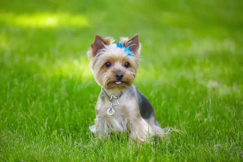 Blue and Gold Yorkie