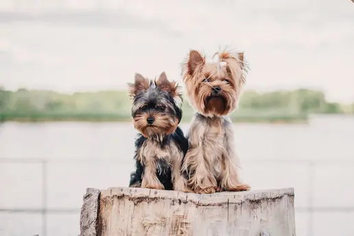 Male Vs Female Yorkie Physical Differences