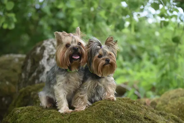 When to Breed Your Yorkie