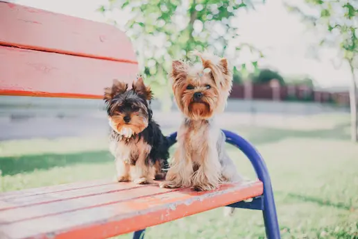 male and female Yorkies have unique traits