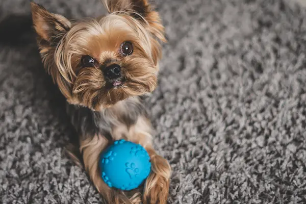 yorkie toys