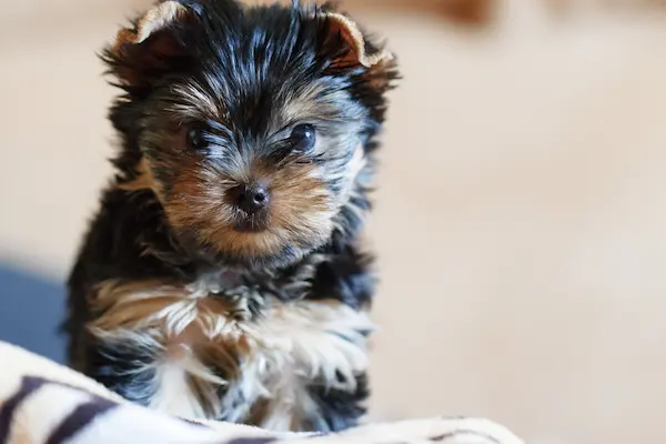 choosing a name for your Yorkie