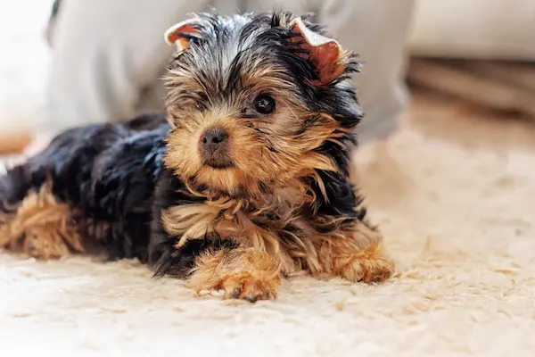 name your yorkshire terrier