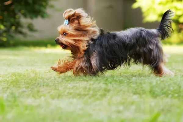 yorkie exercise and play